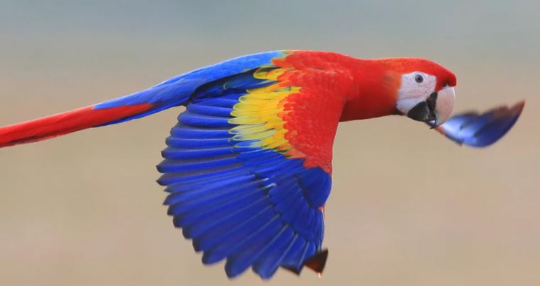 Scarlet Macaw Meditation
