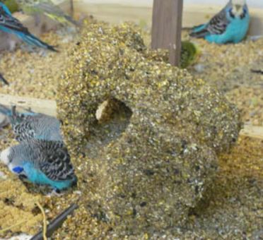 animal protein sources for budgies