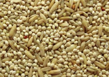 basic seed mix