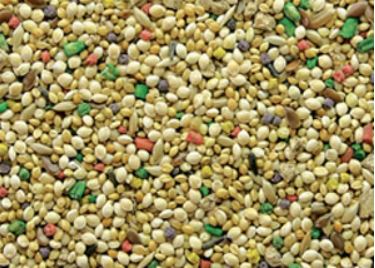 what do budgies eat finch mix
