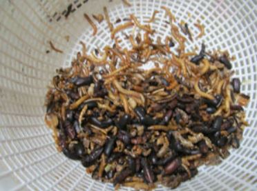 mealworms for budgies and birds