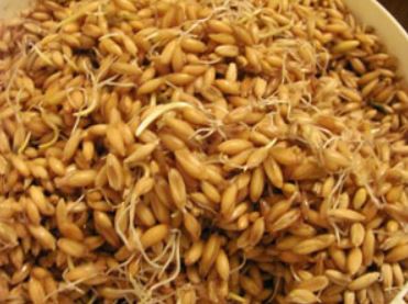 sprouted seeds for budgies
