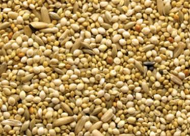 what do budgies eat tonic seeds