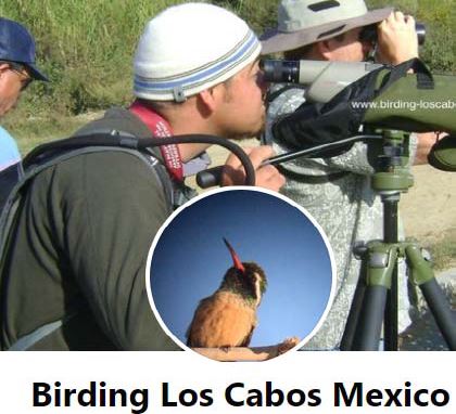 Birding Los Cabos Mexico Facebook