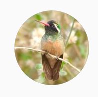 Birding Los Cabos Mexico Instagram