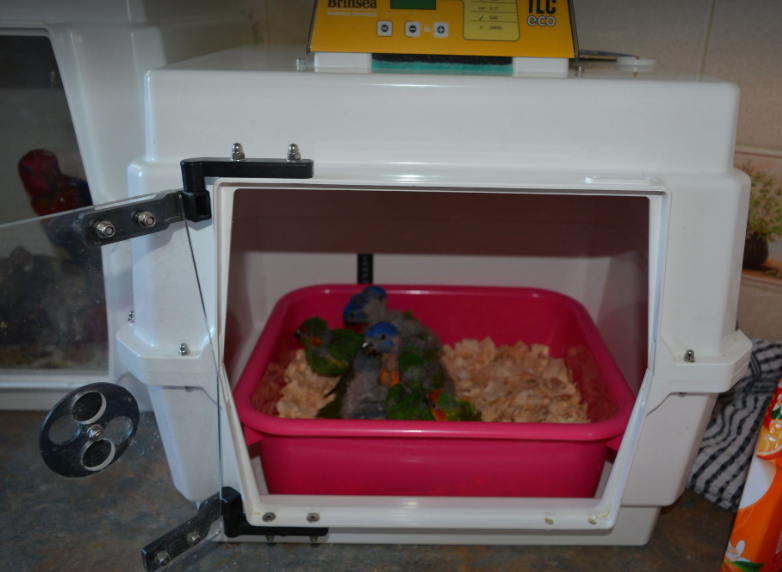 Choosing an incubator for parrot rearing