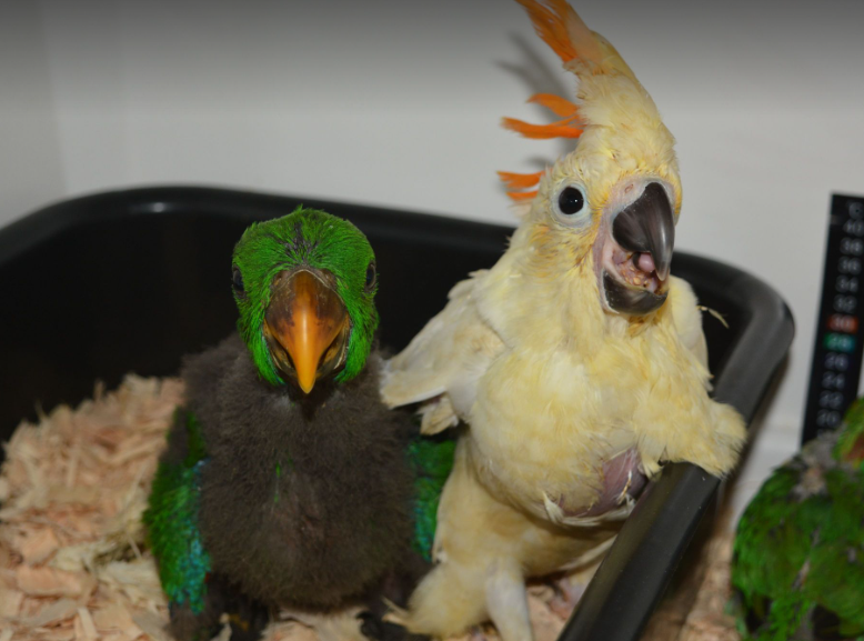 Choosing an incubator for parrot rearing