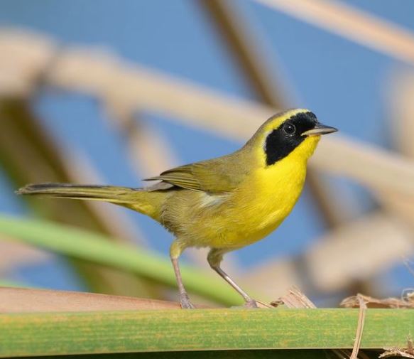 Endemic birds of Mexico Belding’s Yellowthroat
