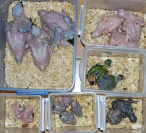 Choosing an incubator for parrot rearing