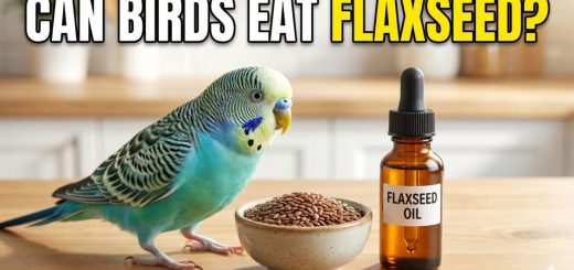 Can Birds Eat Flaxseed & Flaxseed Oil Safe or Dangerous Thumbnail