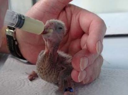 parrot hand-rearing