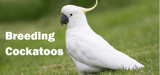 Cockatoo breeding