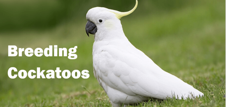 Cockatoo breeding