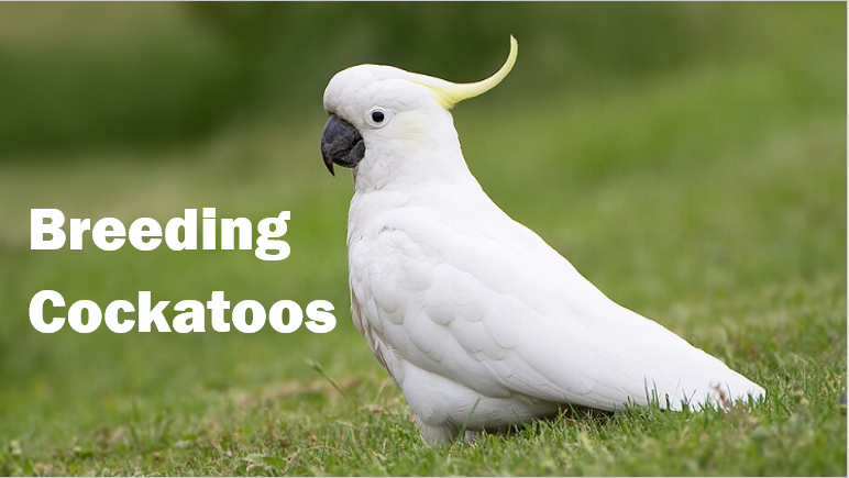 Breeding Cockatoos video