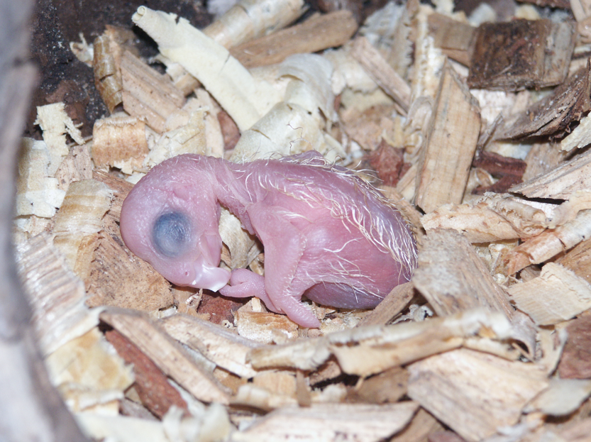 Cockatoo breeding chick