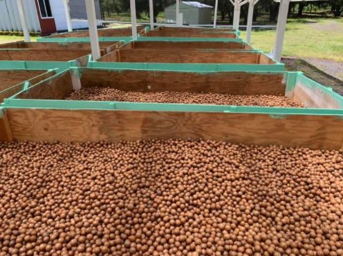 Macadamia nuts for parrots