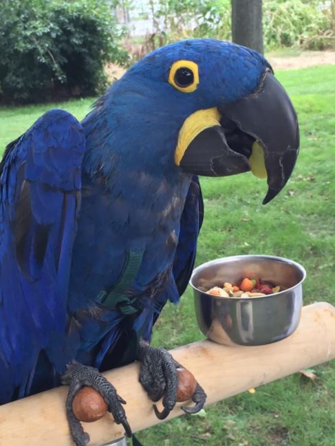 Hyacinth Macaw eating macadamia nuts