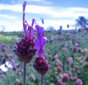 Read more about the article Lavender for birds