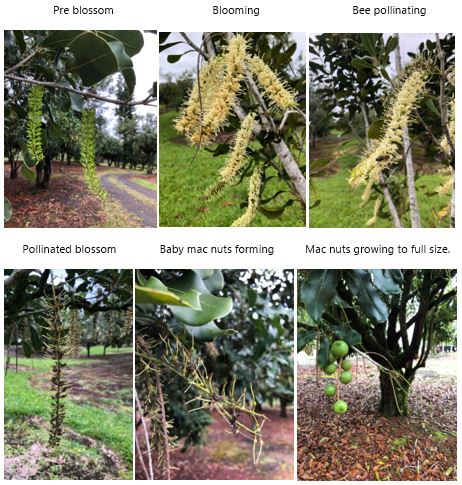 Macadamia nuts growing stages