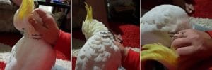 Feather Tails Therapy