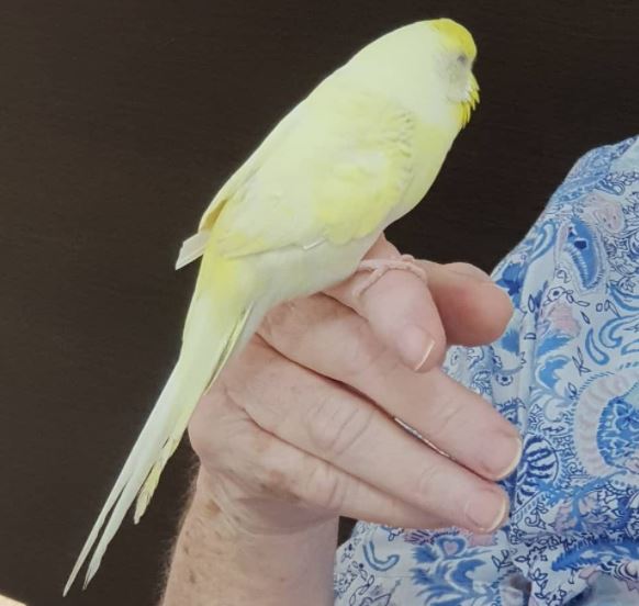 Feather Tails Therapy Facebook group