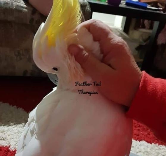 Feather Tails Therapy Instagram profile