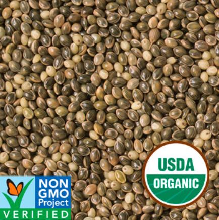 Grey millet for birds