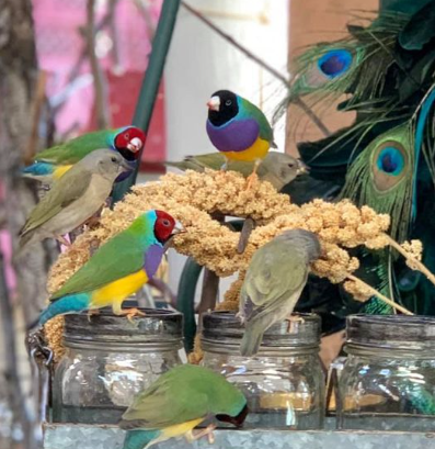 Millet for birds