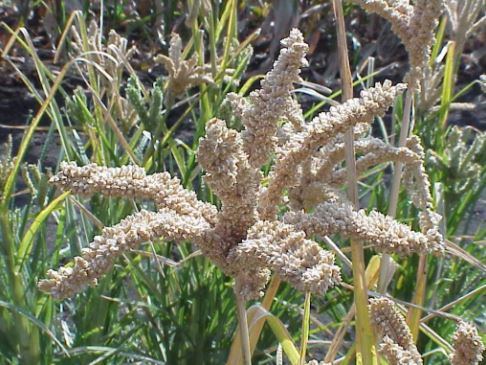 Millet for birds