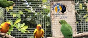 Read more about the article Parrot Fostering in Loro Parque Fundación