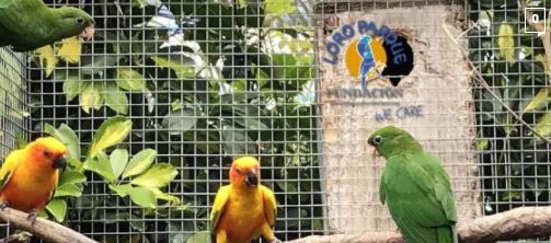 Parrot Fostering in Loro Parque Fundación