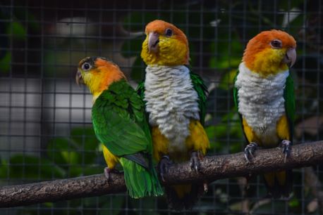 Breeding by parents at Loro Parque Fundación