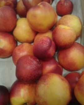 Nectarines peaches for birds