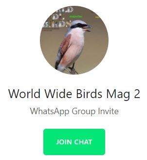 World Wide Birds WhatsApp group