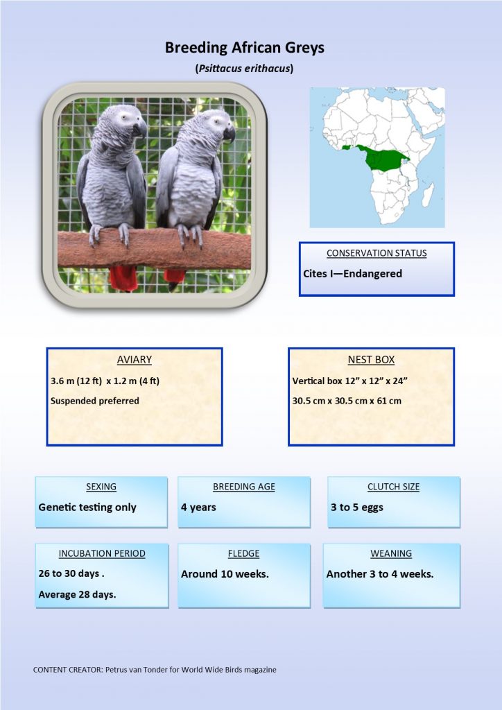 Breeding African Greys infographic