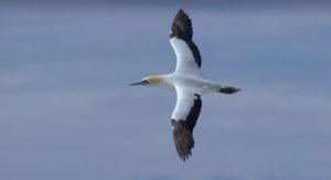 Read more about the article Bird of the year 2022 South Africa: Cape Gannet
