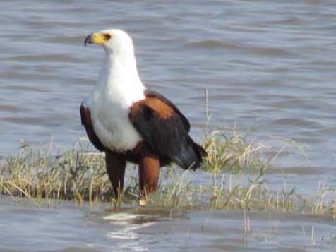 African Fish Eagle facts