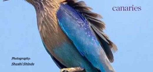 Bird magazine February 2022