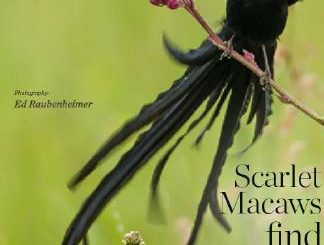 Birding magazine