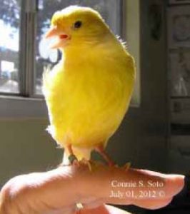 Read more about the article Birds air sac mites: What they are and how to treat