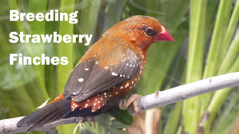 Breeding Strawberry