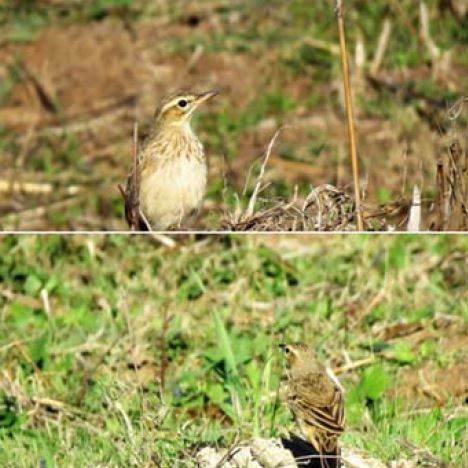 Citrusdal Western Cape birding