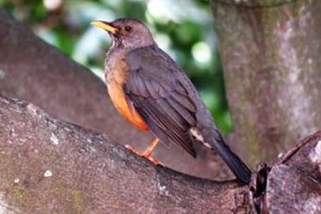 Citrusdal Western Cape birding