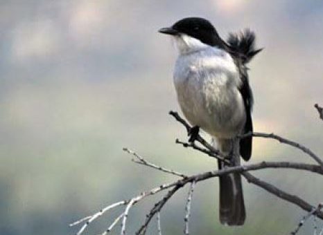 Citrusdal Western Cape birding