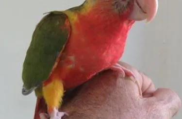 Conure parrot fostering
