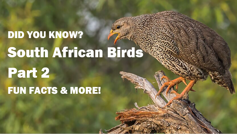 Incredible South African Birds