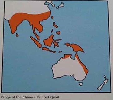 Keeping Quails