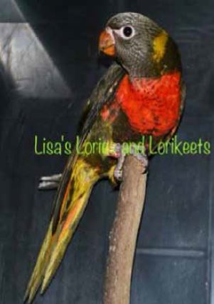 Lorikeet genetics DOUBLE DARK FACTOR JADE (TRIPLE JADE)
