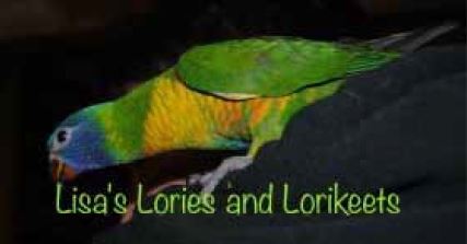 Lorikeet genetics