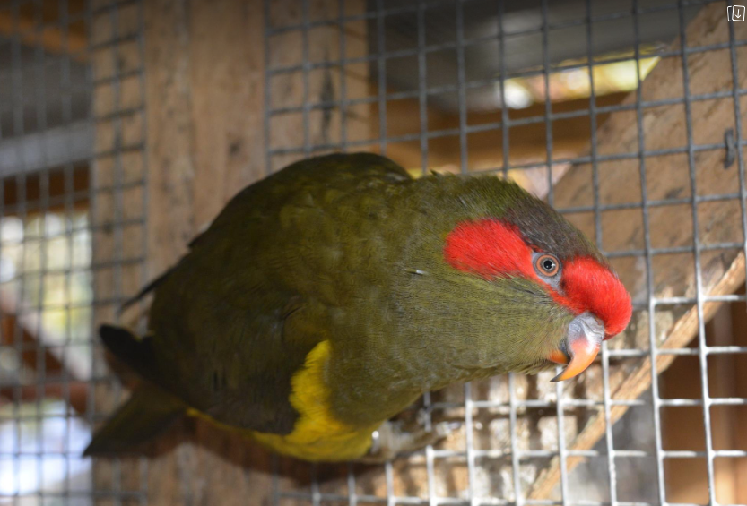 Lorikeet genetics grey green musk lorikeet olive mutation